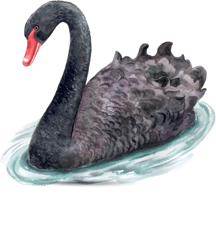 apa itu black swan